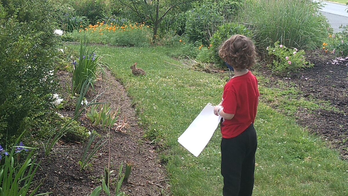 This 2021 image provided by LeighAnn Ferrara shows Ferrara's young son as he watches a rabbit on a grassy patch of his White Plains, N.Y., yard, which is surrounded by planting beds of flowers, vegetables and trees. Many people are converting parts of their grass lawns into more diverse plantings. (LeighAnn Ferrara via AP