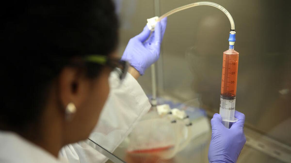 En esta foto de archivo, un investigador trabaja con las células de un donante para probar un nuevo tratamiento para la leucemia ).