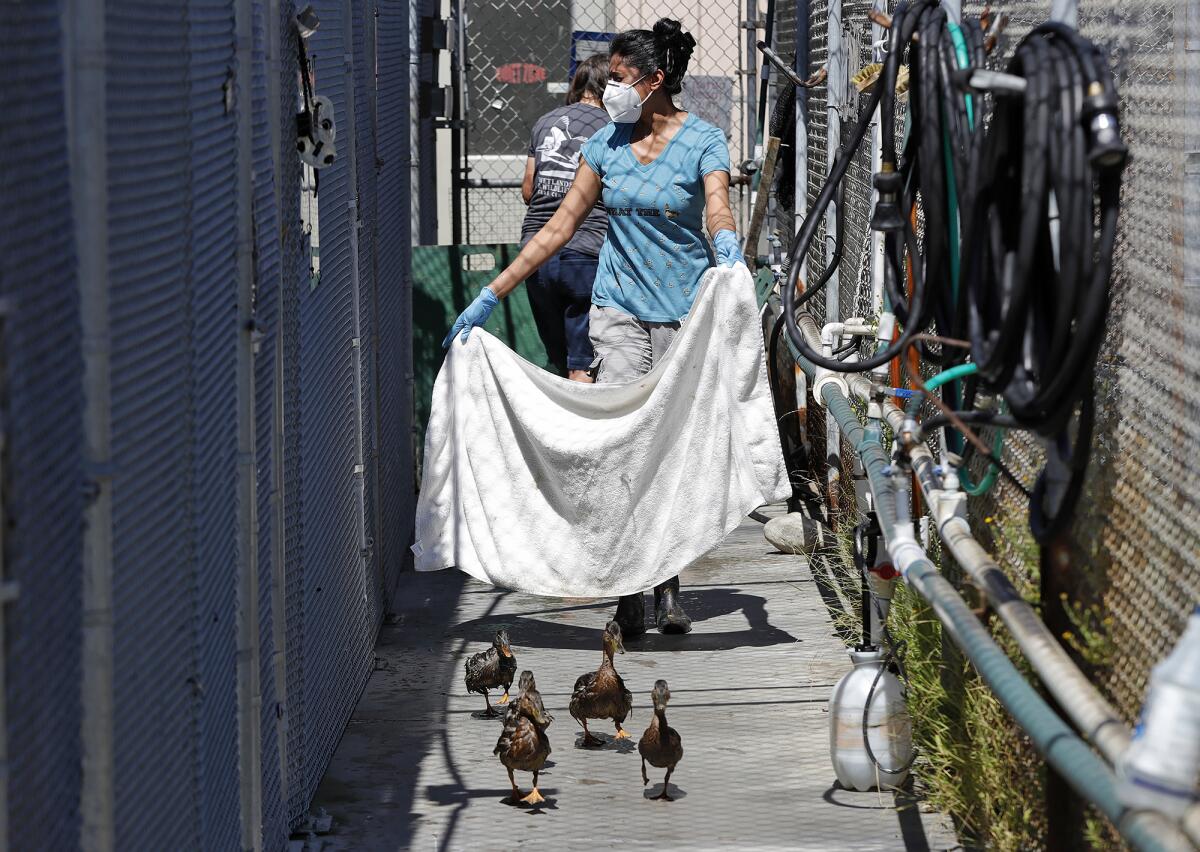 Preeti Patel runs ducks back to their pool after they returned from the Santa Ana Zoo to the Wetlands & Wildlife Care Center.