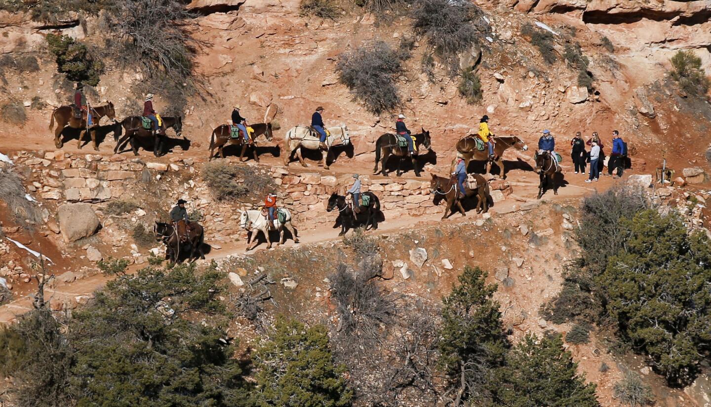 Mule riders begin their journey down the Bright Angel Trail en route to Phantom Ranch, more than 2,000 feet below the South Rim.