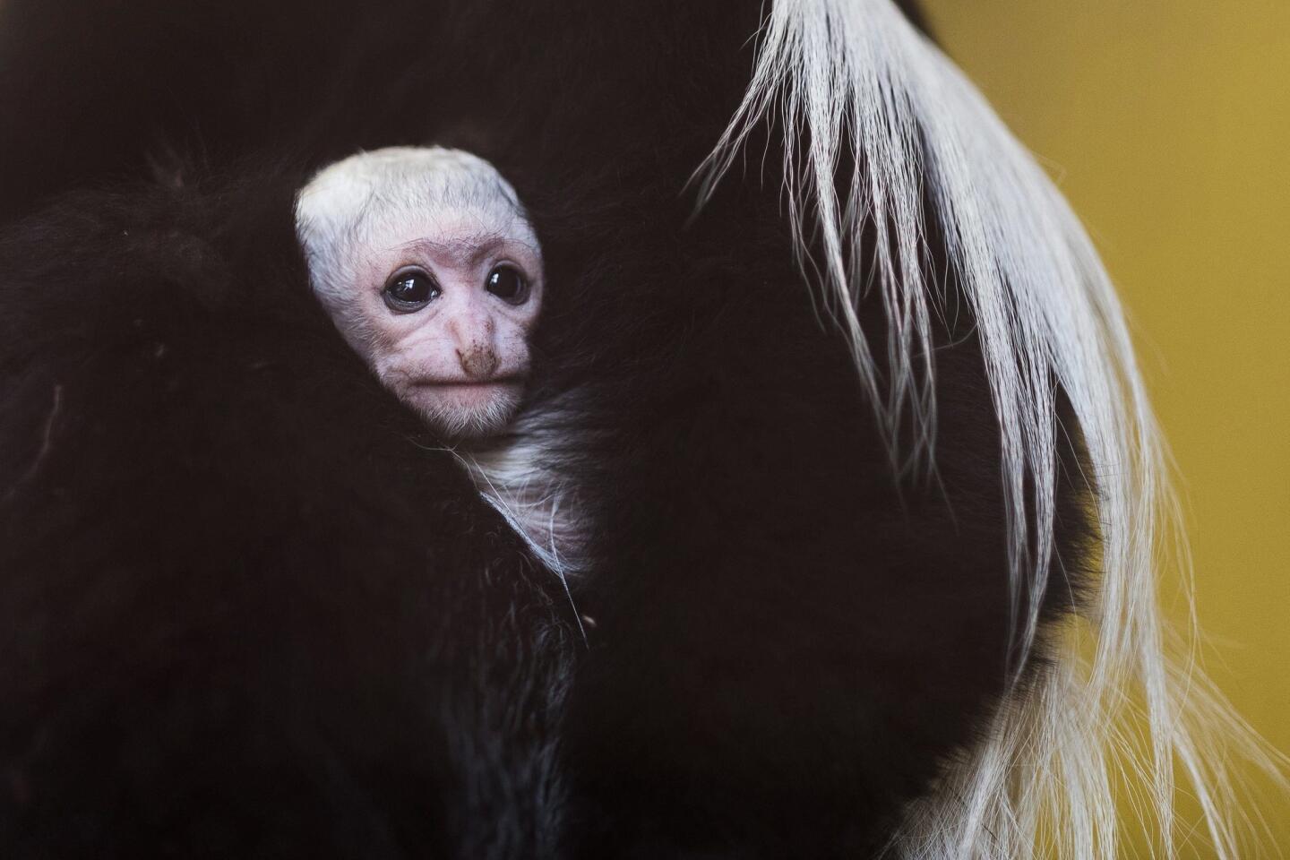 A female mantled guereza holds its 4-day-old baby in the Nyiregyhaza Animal Park in Nyiregyhaza, Hungary, on Dec. 28, 2016.
