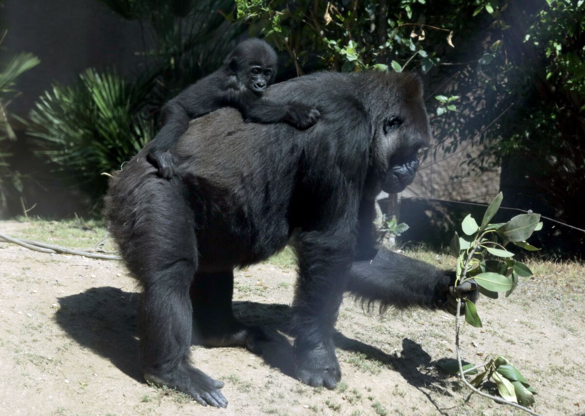 A 7-month-old Western lowland gorilla rides on her mother's back on the first day of reopening at the L.A. Zoo.