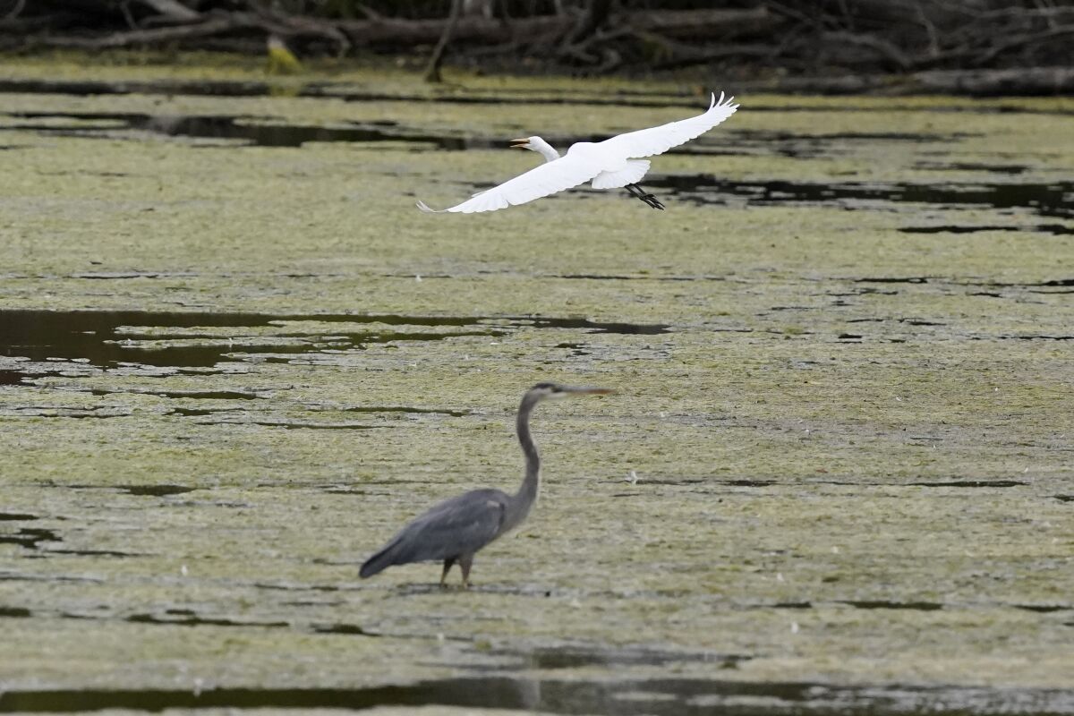 FILE - A great egret flies above a great blue heron in a wetland inside the Detroit River International Wildlife Refuge in Trenton, Mich., on Oct. 7, 2022. President Joe Biden’s administration on Friday, Dec. 30, announced a finalized rule for federal protection of hundreds of thousands of small streams, wetlands and other waterways, rolling back a Trump-era rule that environmentalists said left waterways vulnerable to pollution. (AP Photo/Carlos Osorio, File)