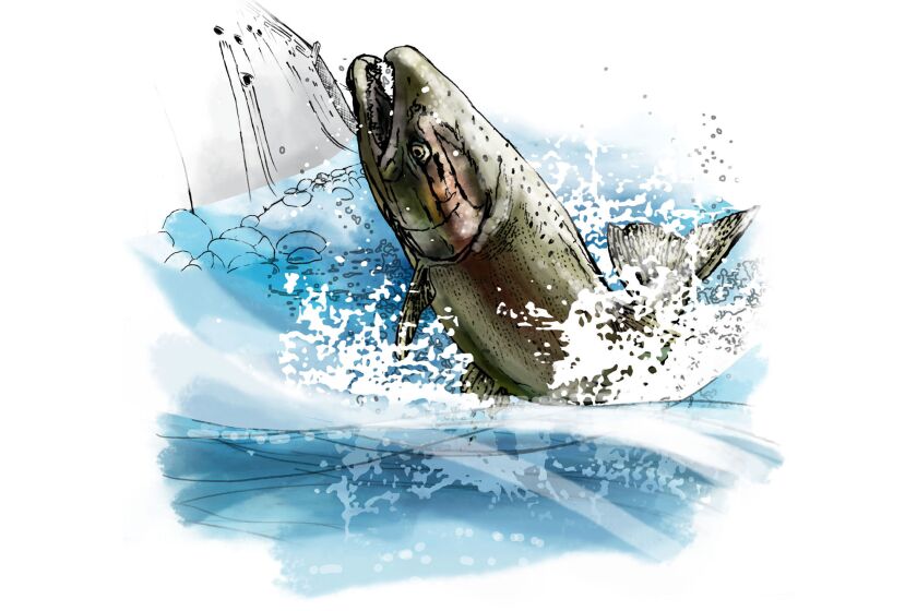 Illustration of a Chinook salmon breaching with a dam in the background