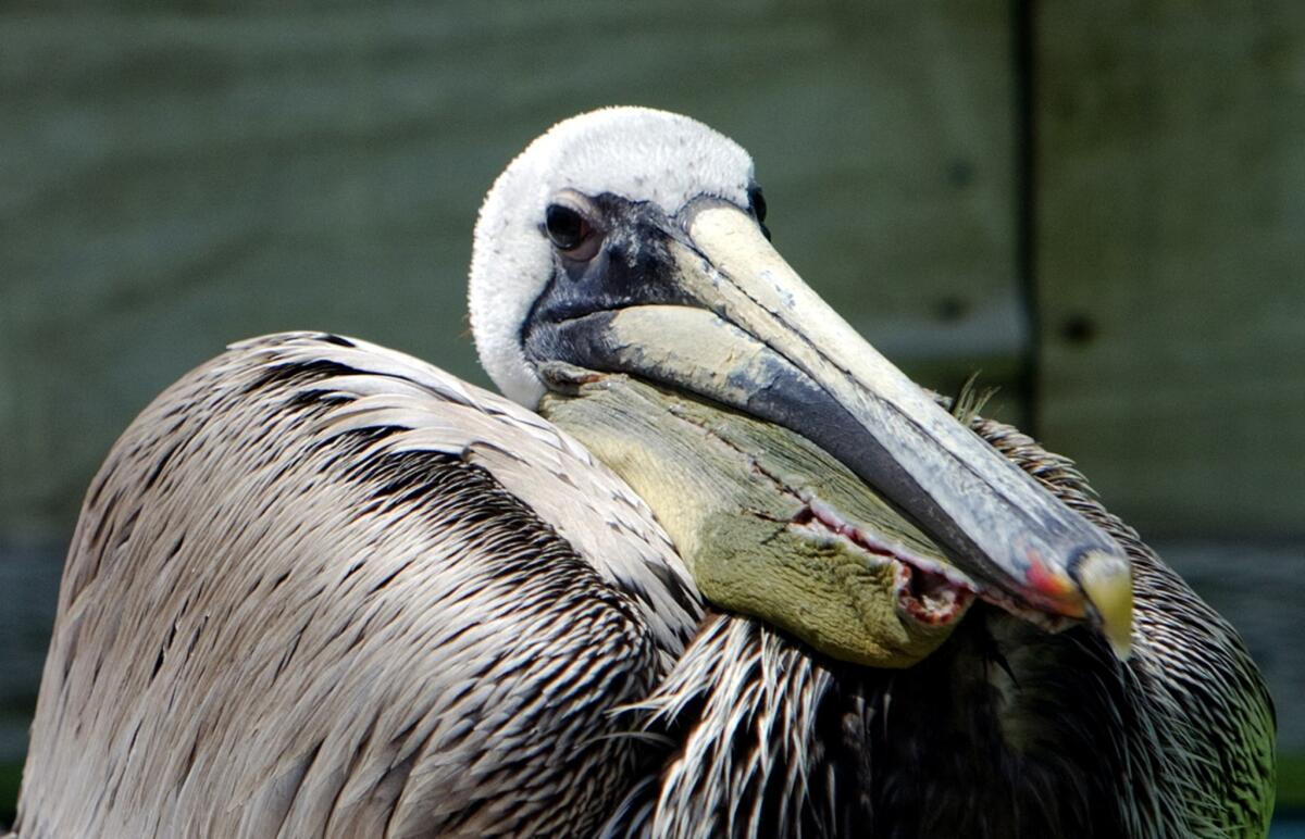 This brown pelican, found with its pouch slashed and brought to a bird rescue center, appears to be recovering well, according to the center. Anyone with information about the slashing is asked to call the U.S. Fish and Wildlife Service or Long Beach Animal Control.