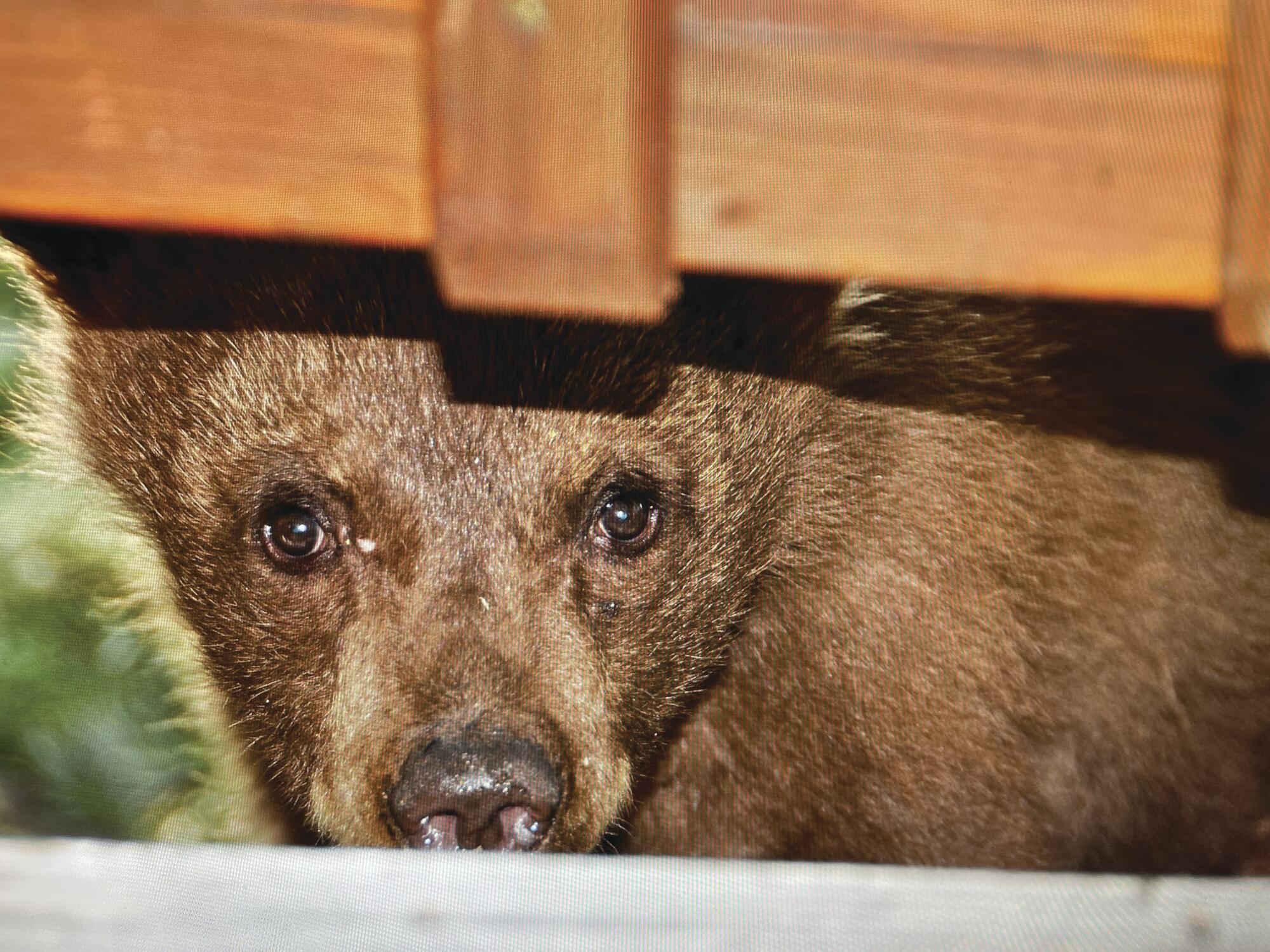 A young bear peeks out from under a deck.