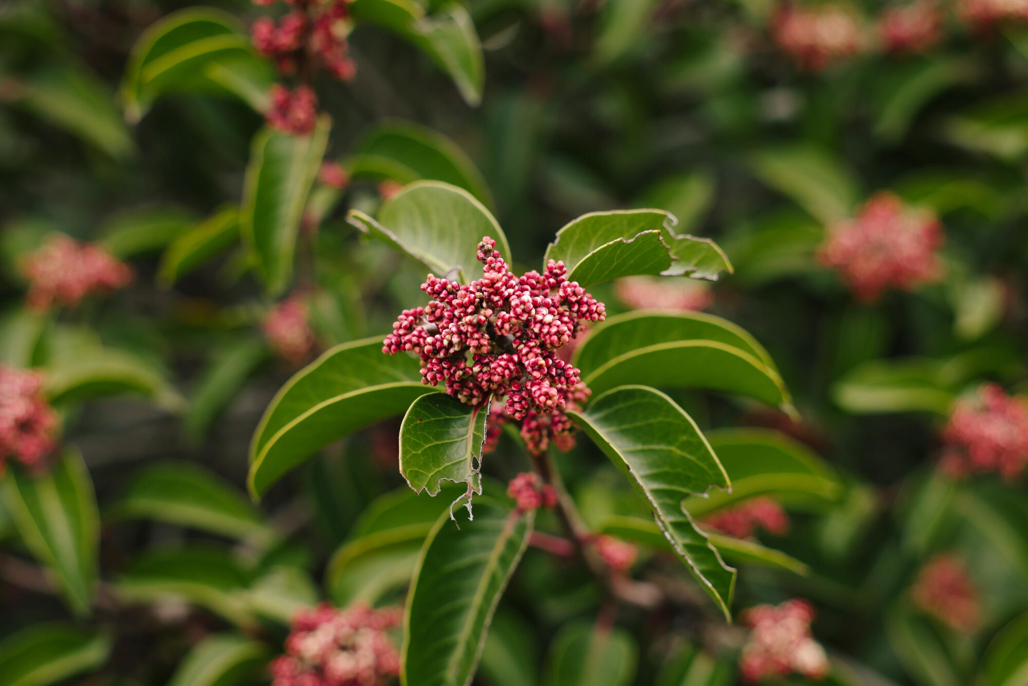 A closeup of a sugar bush bloom, with reddish flowers dotted with white against large leathery deep-green leaves.