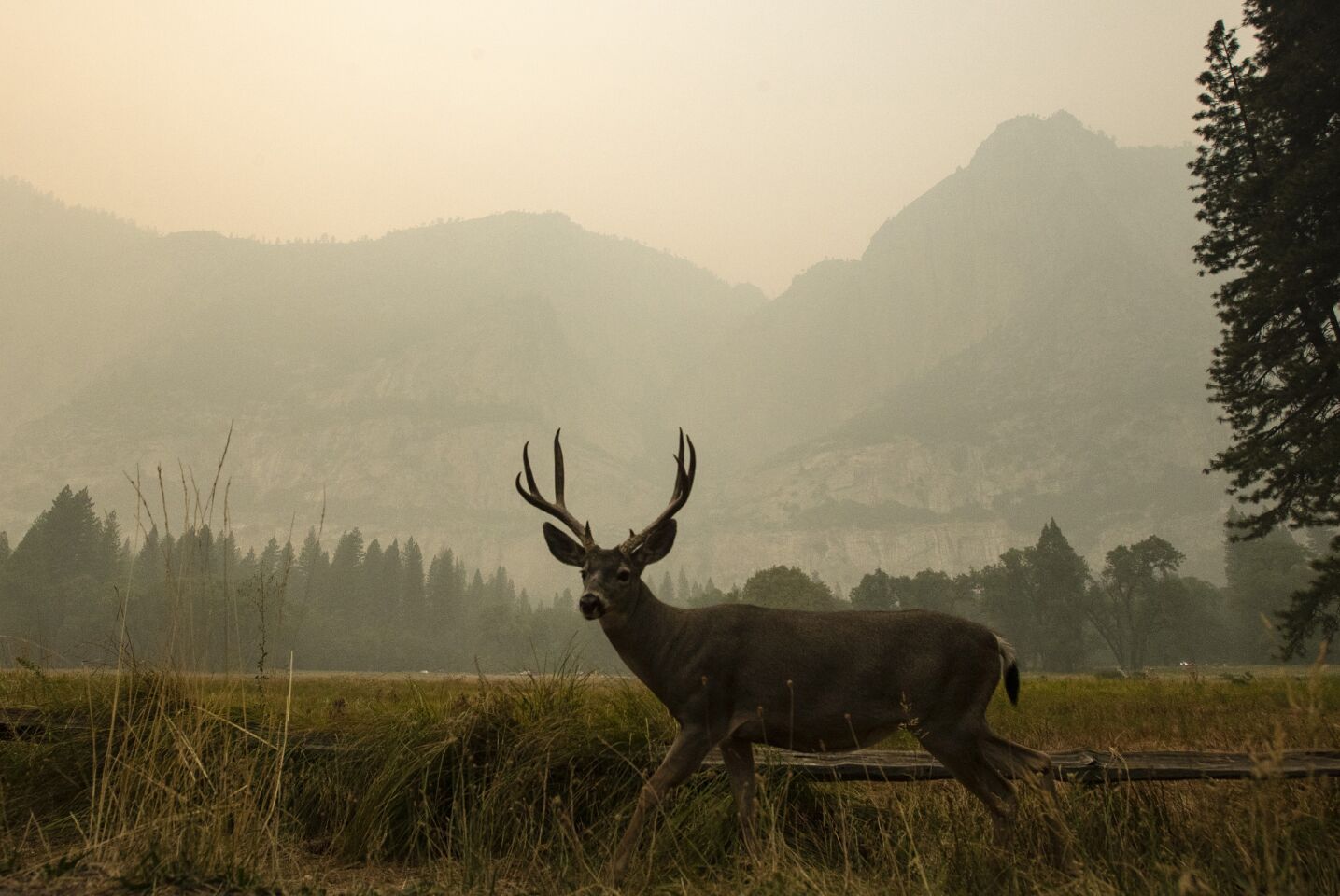 A deer grazes against a backdrop of thick smoke.