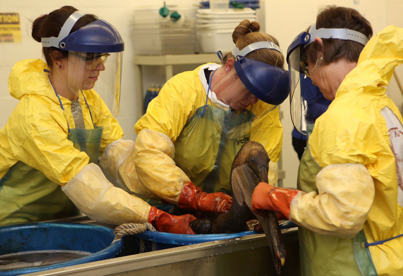 Workers at the Los Angeles Oiled Bird Care and Education Center work to clean an oil-covered pelican rescued from the spill at Refugio State Beach.
