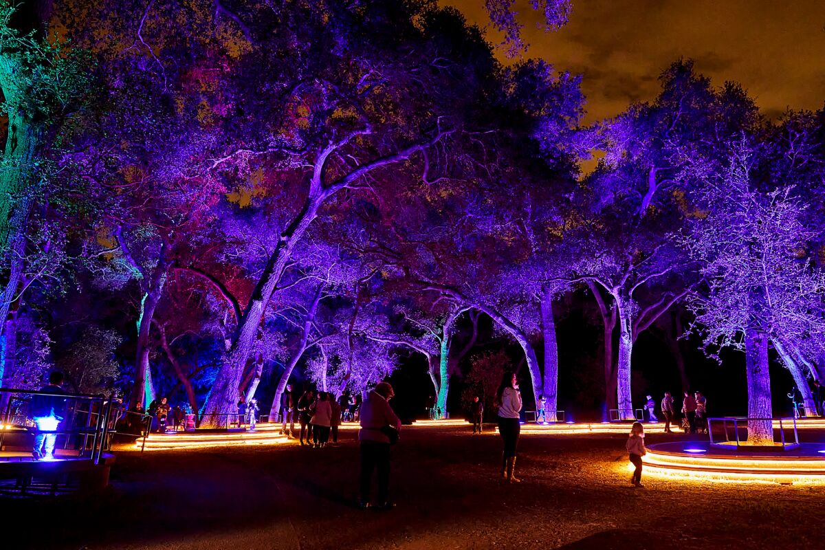 People walk at night among tall trees lighted purple, green and red.
