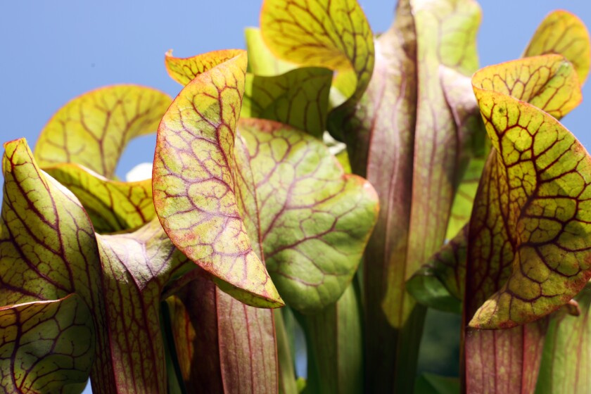 Green plant leaves with vivid red veins