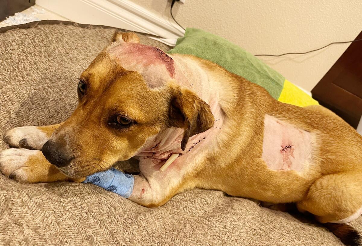 A dog has stiches and bandages