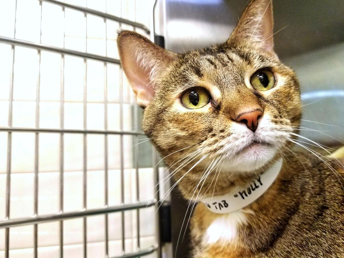 Molly (A487677) Friendly, loving, and happy  do these sound like three adjectives you need in your life? Then come meet Molly! This beautiful tabby was brought in to the shelter after her owner died and no one else in the family could take her in. Shes only three years old and would love to find her forever home for the new year. If youre looking for an all-around great cat, Molly is ready to wow you! The adoption fee for cats is $90. All cats are spayed or neutered, microchipped, and vaccinated before being adopted. New adopters will receive a complimentary health-and-wellness exam from VCA Animal Hospitals, as well as a goody bag filled with information about how to care for your pet. View photos of adoptable pets at pasadenahumane.org. Adoption hours are 11 a.m. to 4 p.m. Sunday; 9 a.m. to 5 p.m. Tuesday through Friday; and 9 a.m. to 4 p.m. Saturday. Pets may not be available for adoption and cannot be held for potential adopters by phone calls or email.