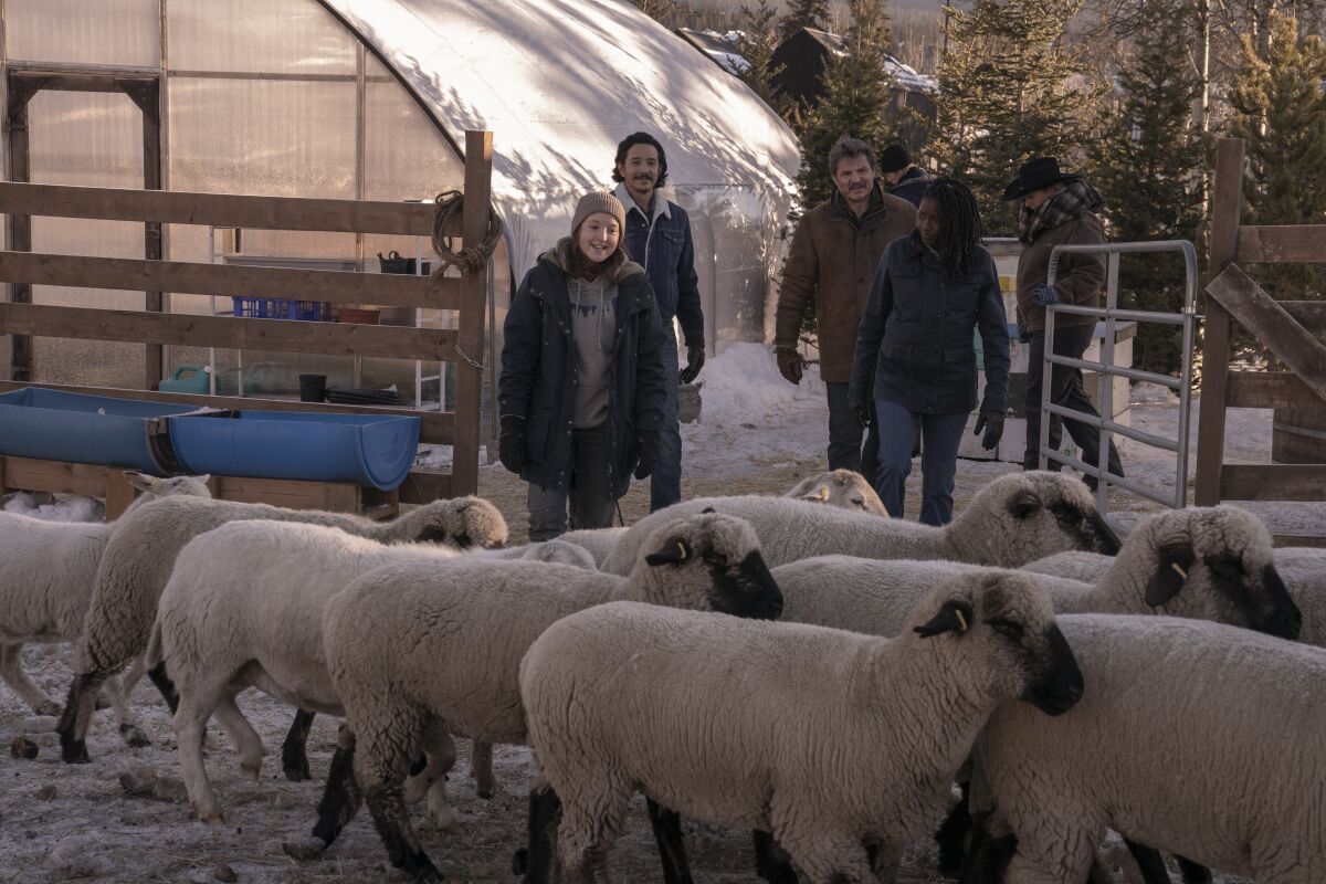 People walking outside a structure with a lot of sheep crossing in front of them