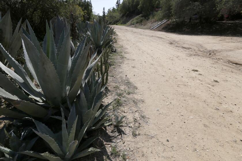 Along the walk, the path broadens into a wide, dirt road -- one of the area's few unpaved city streets -- all that's left of the Red Car electric trolley line that once ran from downtown Los Angeles through Edendale and to Glendale and beyond.