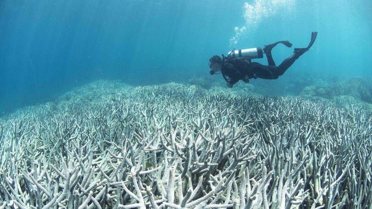 This photo released by XL Catlin Seaview Survey shows a diver checking the bleached coral at Heron Island on Australia's the Great Barrier Reef.