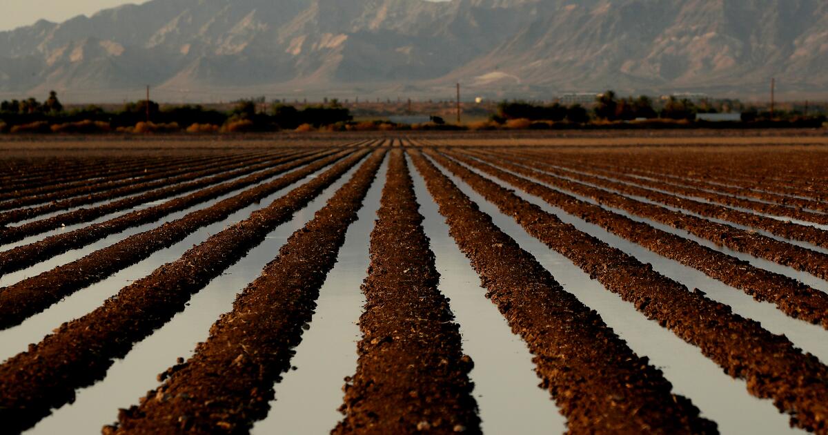 Hay grown for cattle consumes nearly half the water drawn from Colorado River, study finds