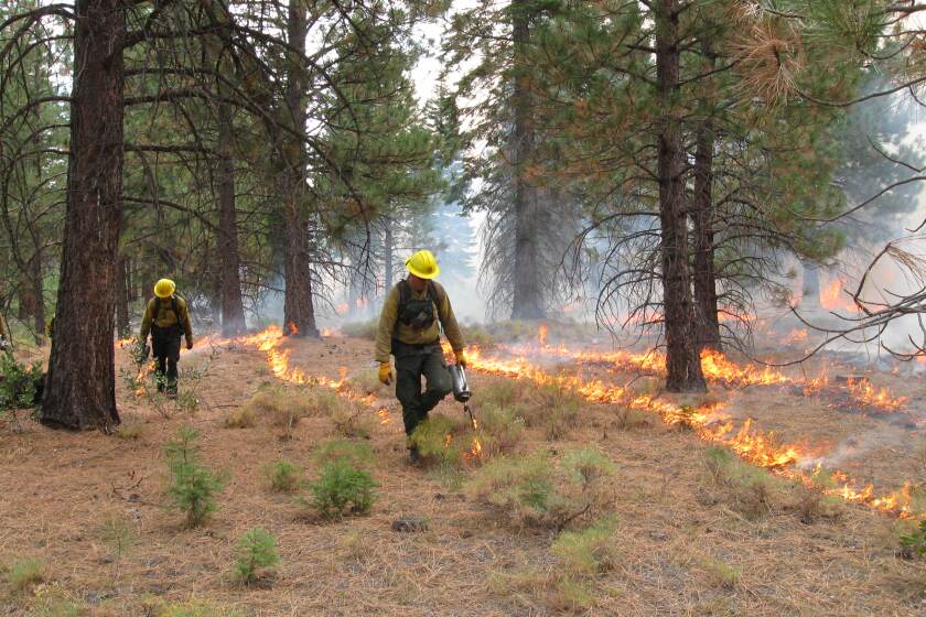 Crews conduct broadcast burning in a unit of the Goosenest Adaptive Management Area in October 2010.