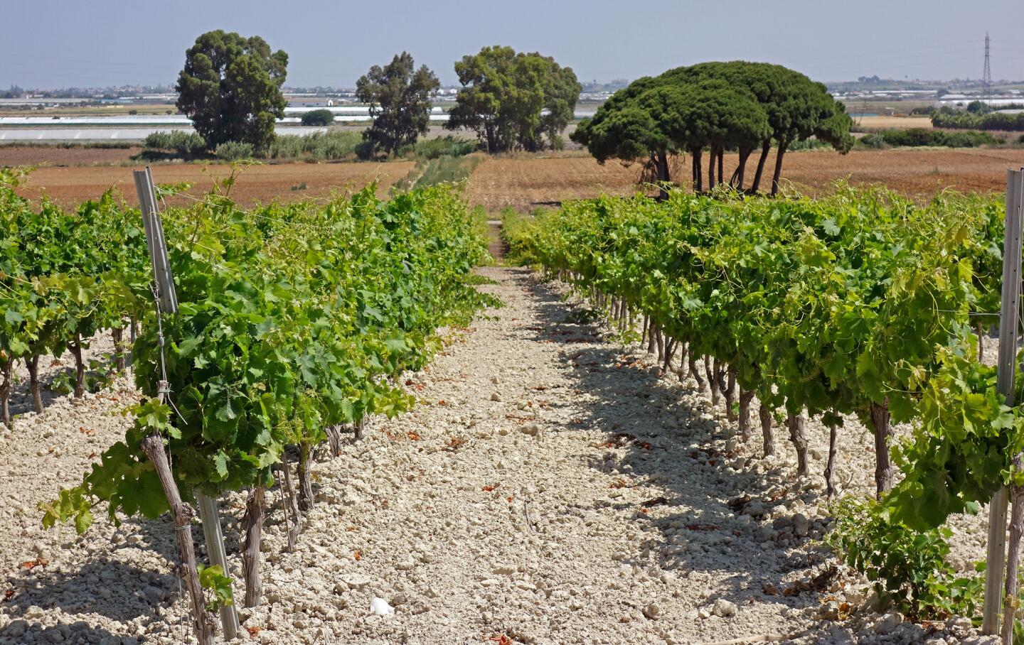 Vineyards in southern Spain