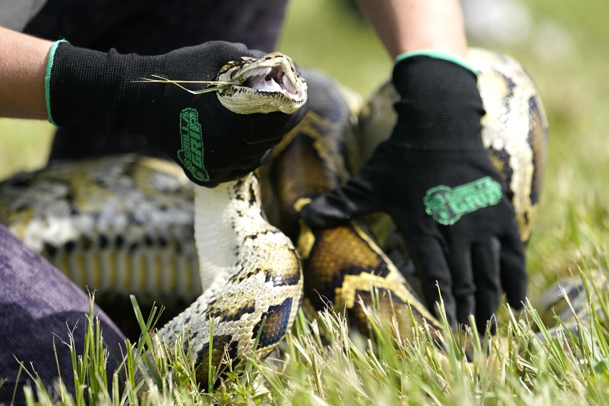 A Burmese python being held by gloved hands