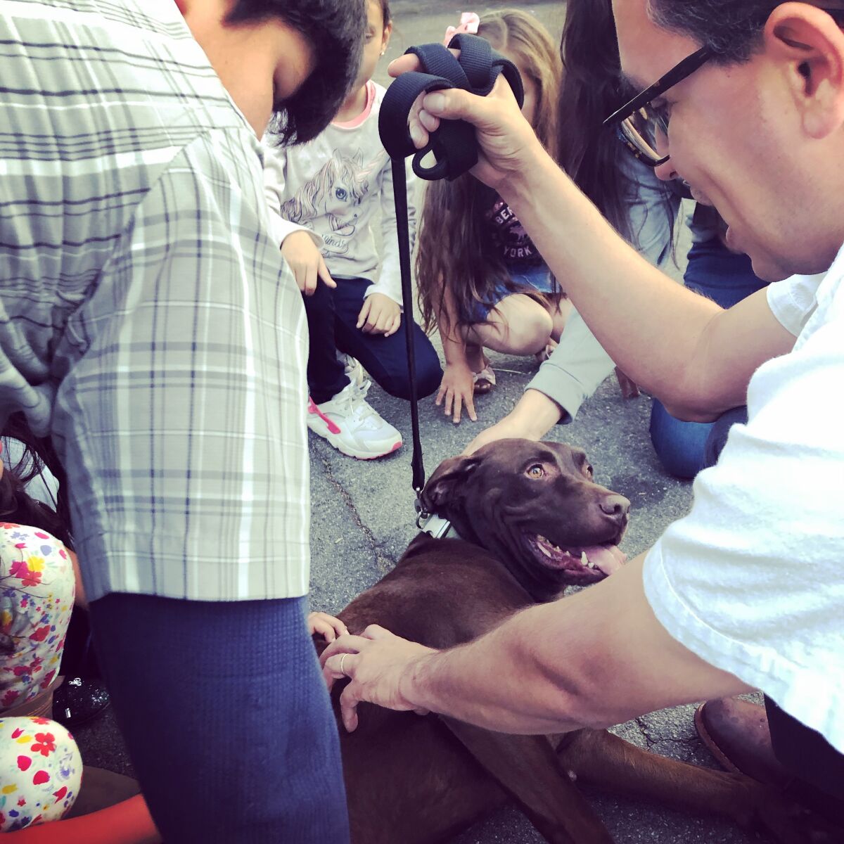 A brown dog gets belly rubs from a group of people