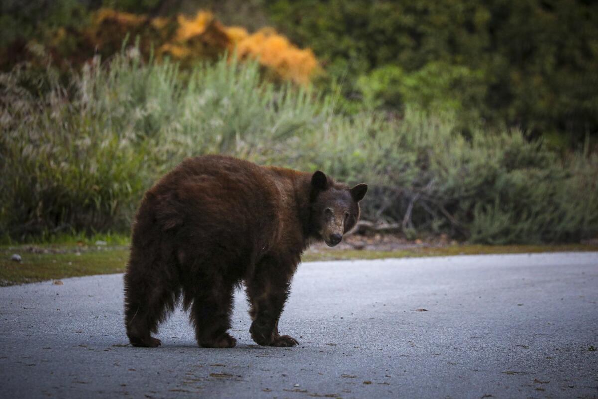 A bear stands in a street and looks back.