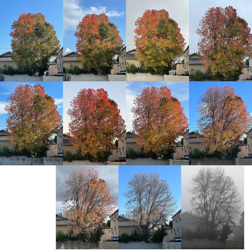 Eleven images show a month in the life of a maple tree.