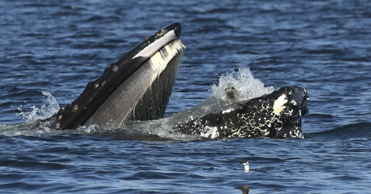 Una foca aturdida mete la mano en la boca de una ballena en aguas del estado de Washington