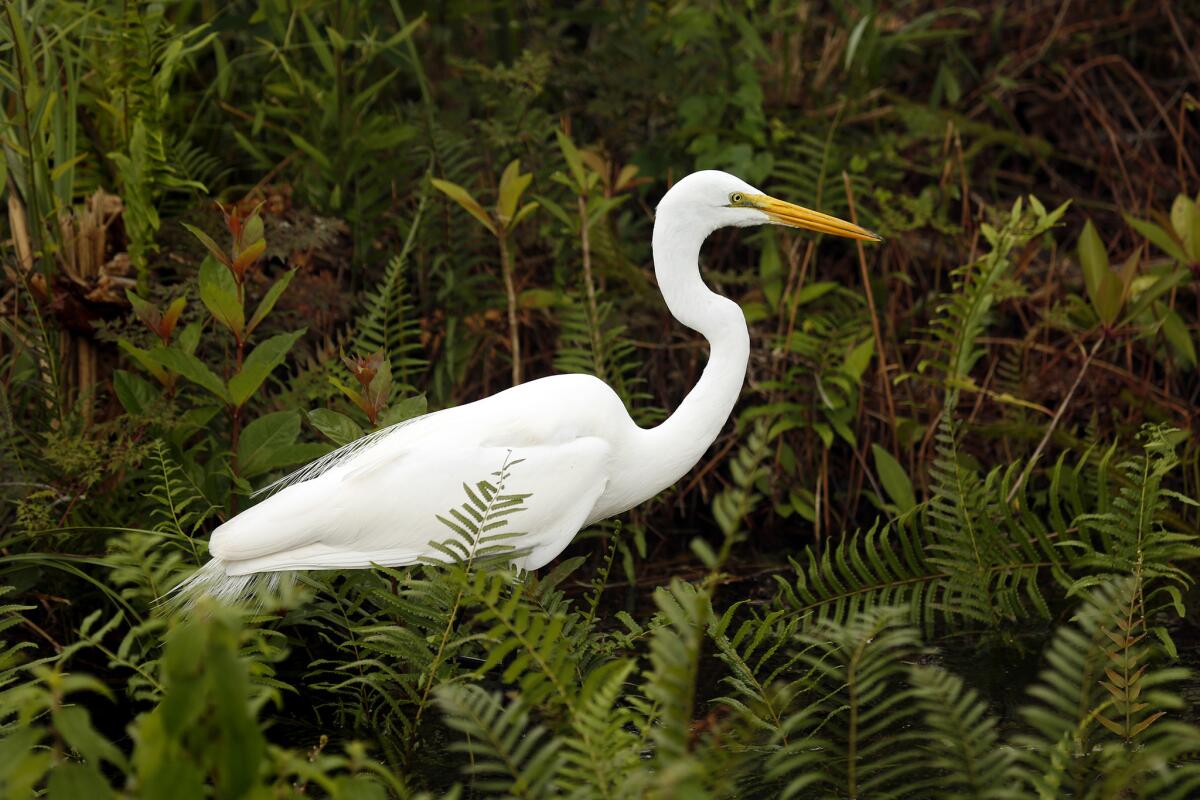 Wading birds like this great white heron use alligators for protection against nest-raiding raccoons and opossums.