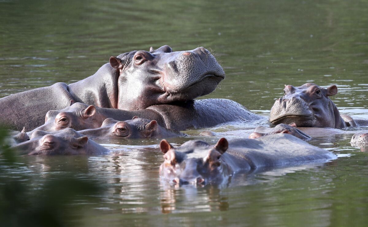 Hippos float in a lake.