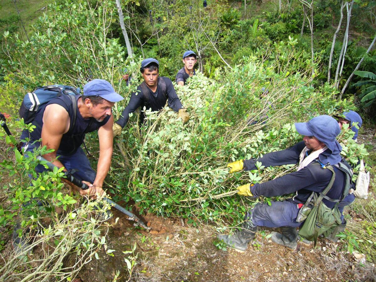 Members of an eradication team uproot a coca bush near the north-central town of Nechi in Colombia.