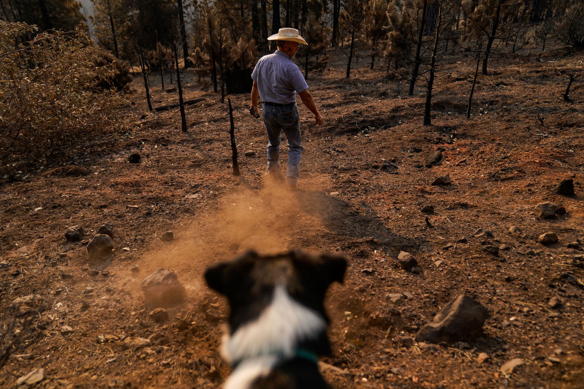 Dave Daley and his dog Newt prepare to search for his cattle that were lost in the North Complex fire.