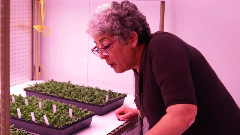 Joanne Chory, a Salk Institute plant researcher, looks at plants being grown in a climate-controlled chamber as part of the institute's climate science initiative.