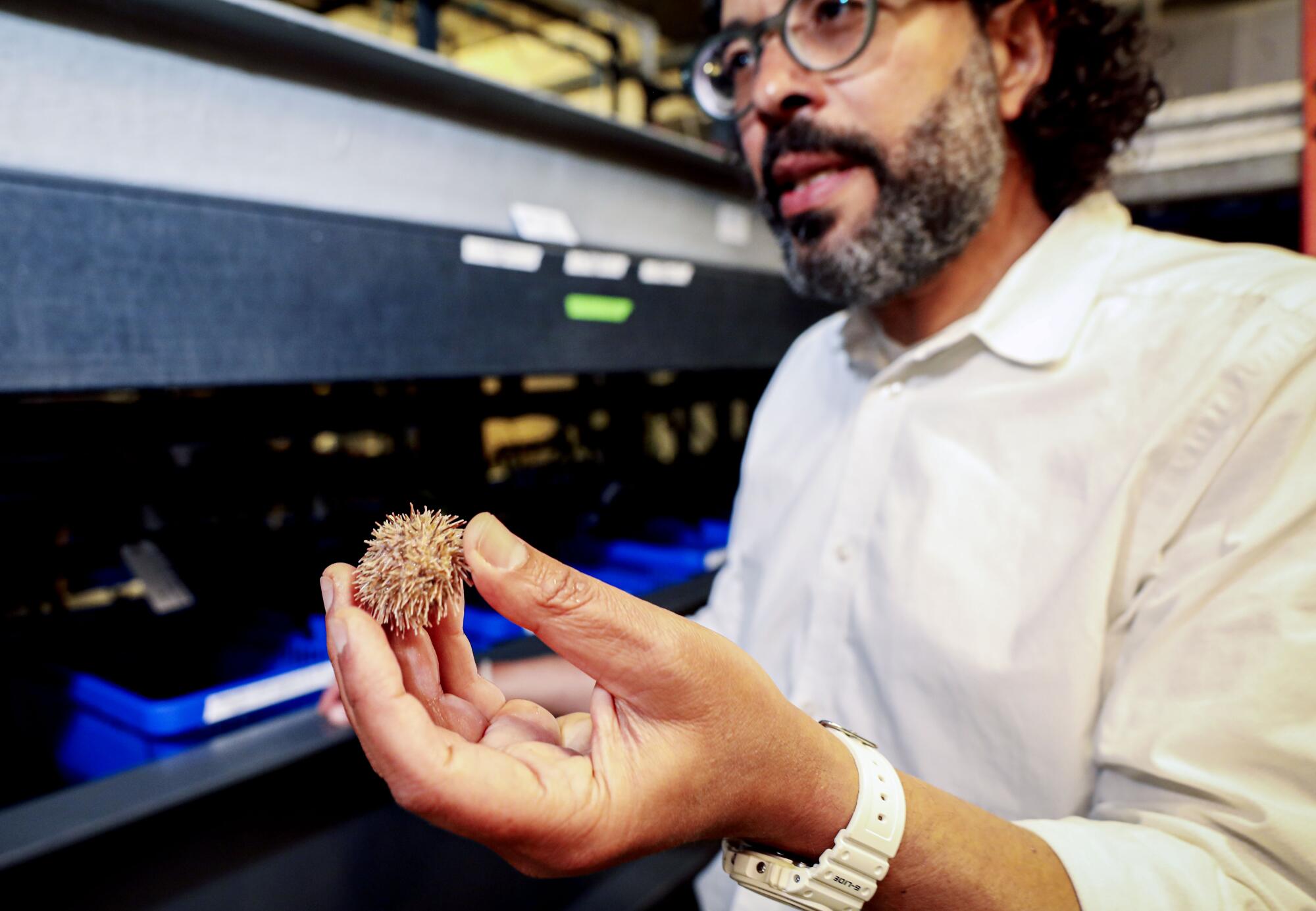 Professor Amro Hamdoun holds a sea urchin specimen in a lab