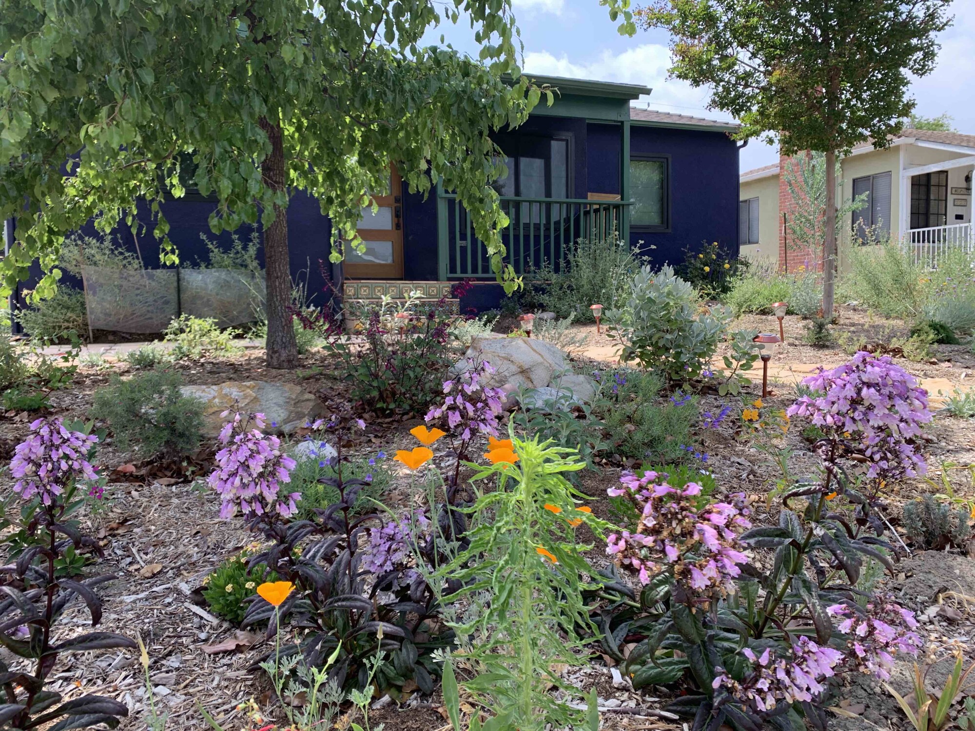 And after: Drought-tolerant native plants replaced thirsty lawns.