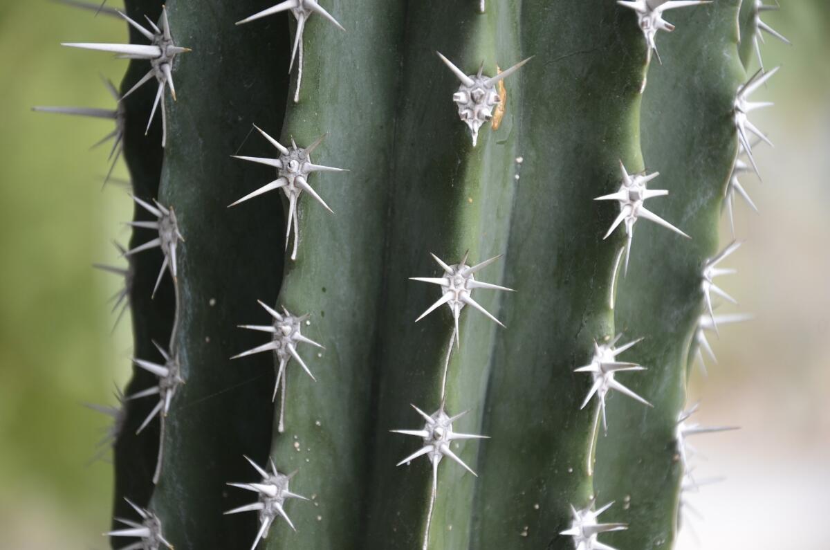 Besides its animals and model trains, the Living Desert in Palm Desert has a large collection of cactuses and succulents.