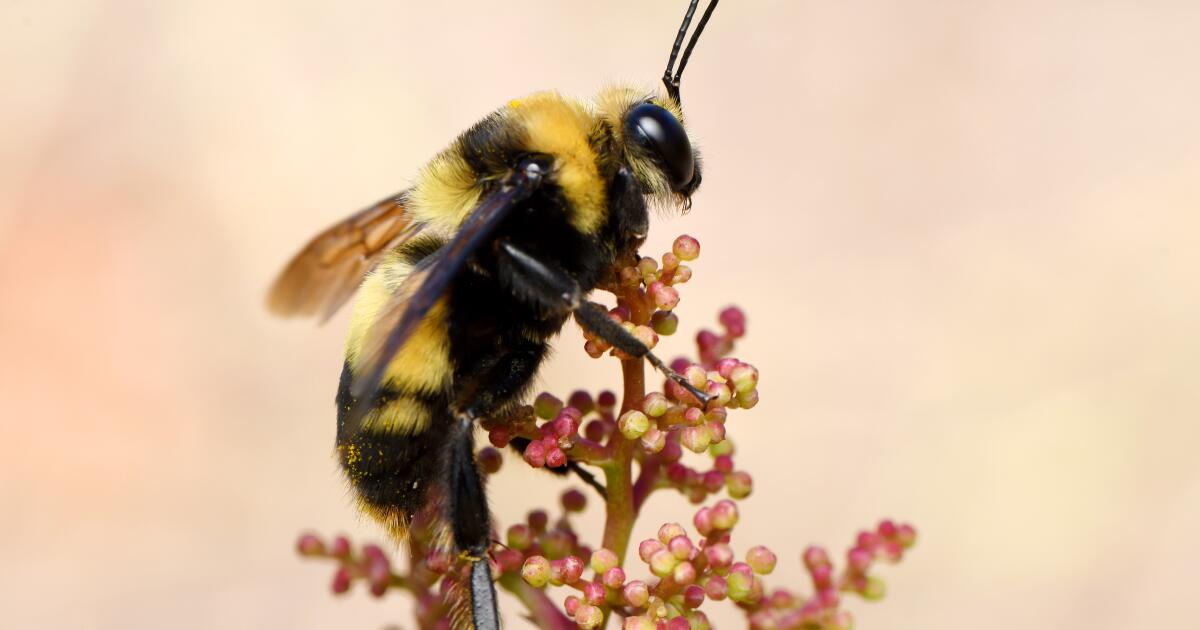 Bumblebees can be protected as “fish” California court rules - Los Angeles  Times