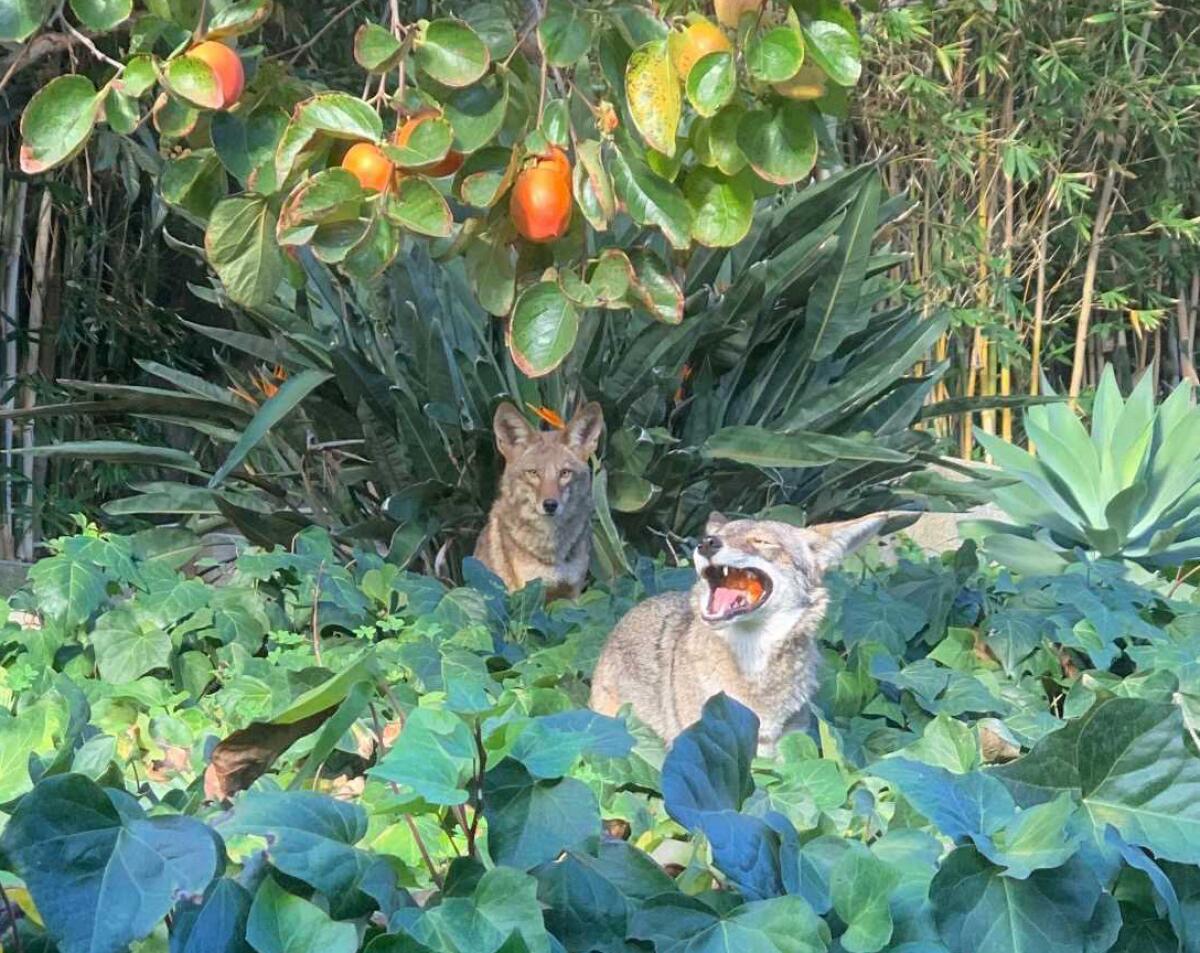 Two coyotes amid some plants.
