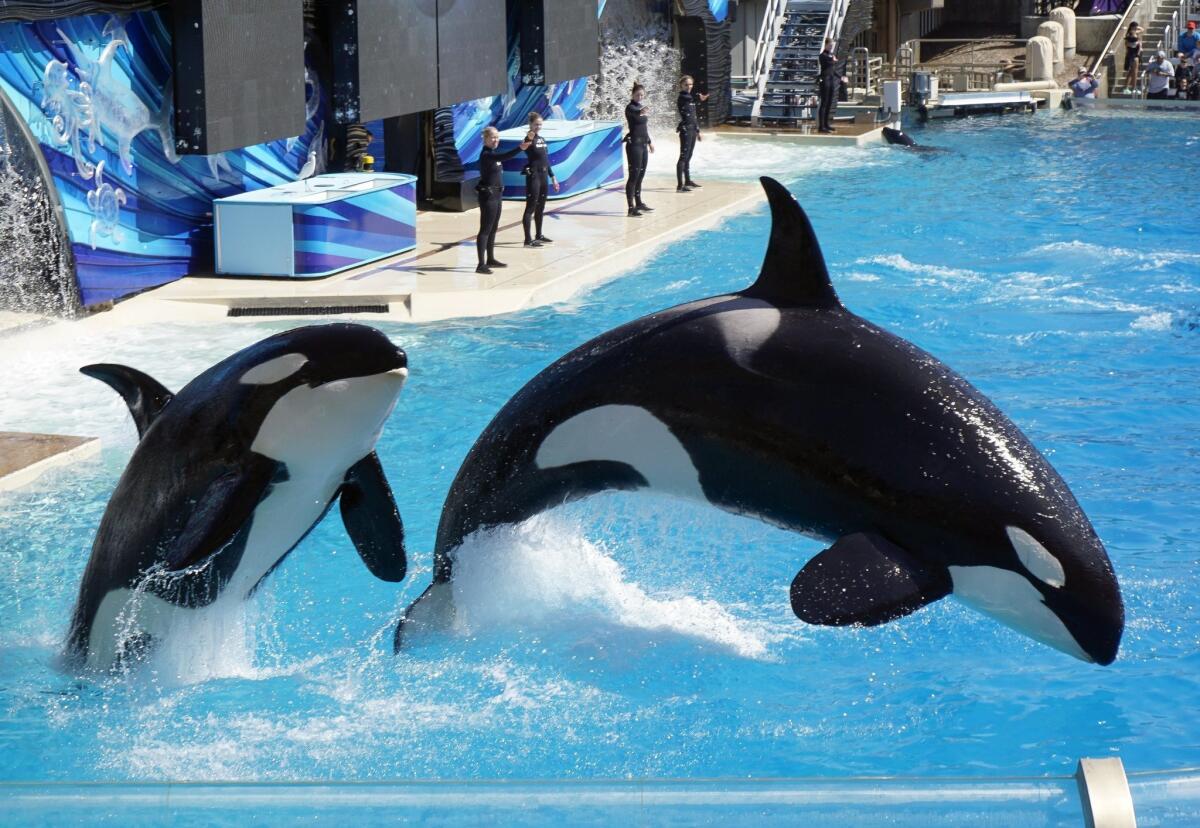 A pair of killer whales, or orcas, jump as they perform during the Shamu's One Ocean show at SeaWorld in San Diego.