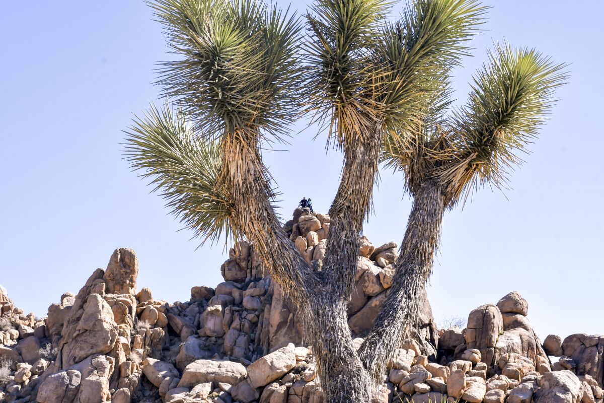 Stacks of boulders are seen between the limbs of a Joshua tree.