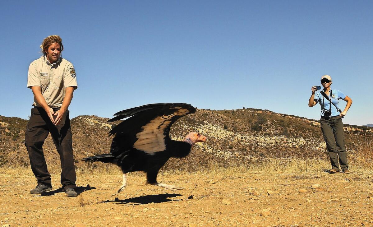 A male condor starts to take flight north of Fillmore after being released from a kennel by Joseph Brandt, left, a condor biologist with the U.S. Fish and Wildlife Service. At right is Devon Pryor, a conservation and research associate at the Santa Barbara Zoo.