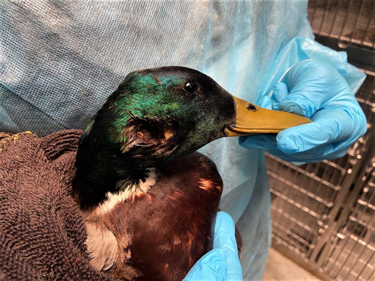 A duck with injuries to its face is held by a person wearing gloves