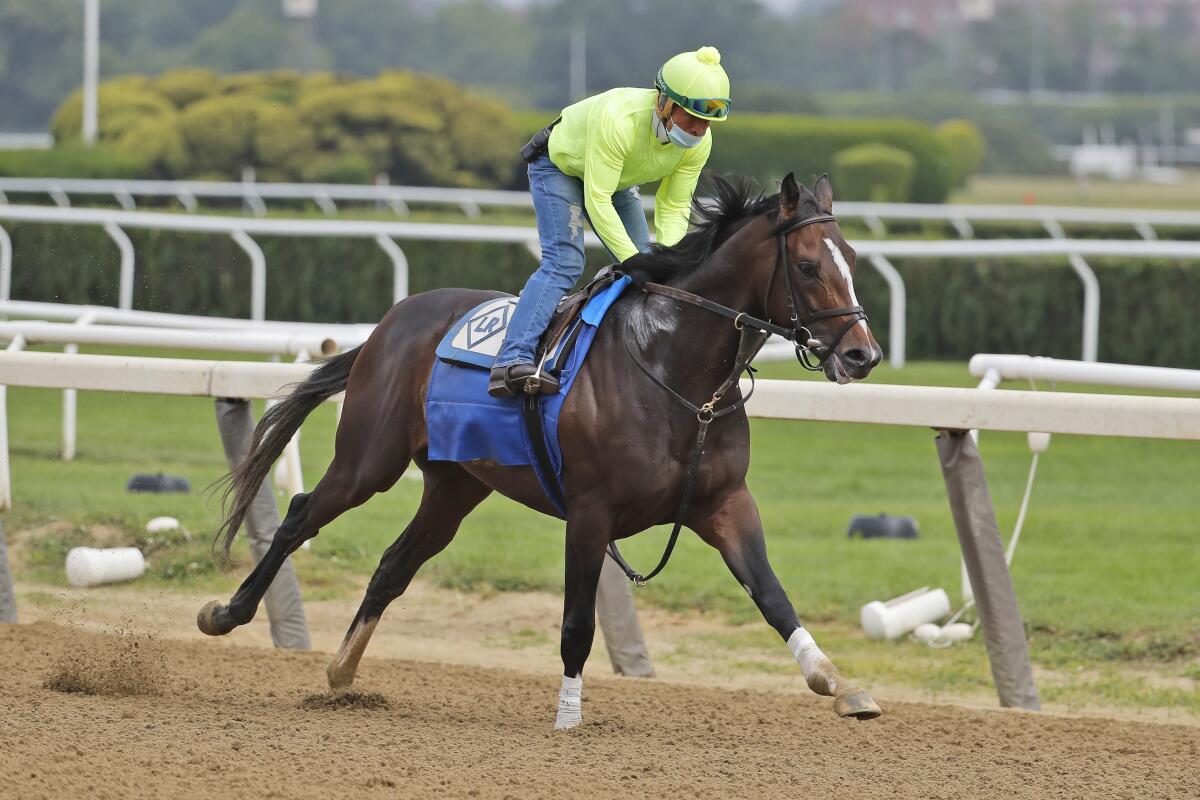 Max Player works out on a track at Belmont Park in June.