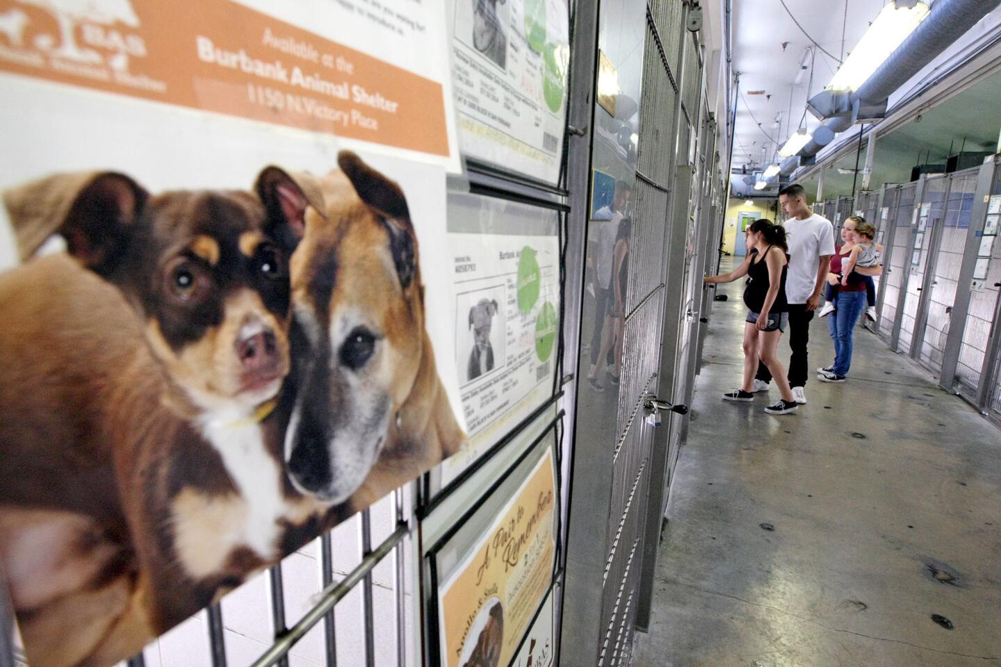 Photo Gallery: Clear the Shelters adoption event on August 15