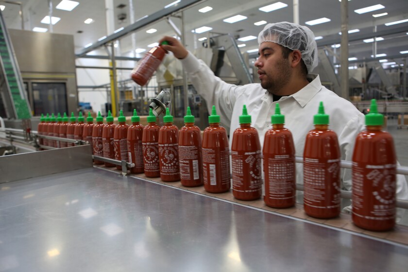A worker keeps an eye on the production line as freshly filled Sriracha sauce bottles
