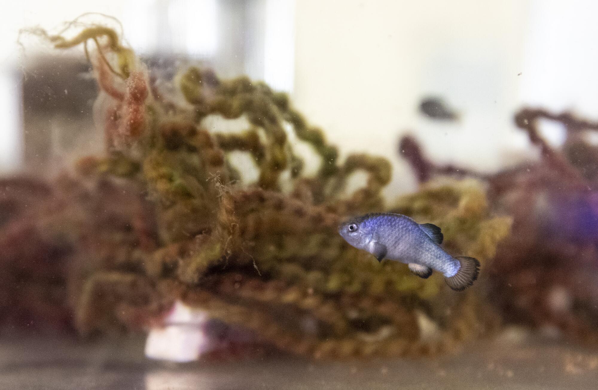 A Devil's Hole pupfish in a propagation aquarium