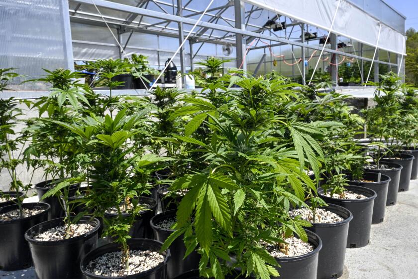 FILE - Marijuana plants are seen at a secured growing facility in Washington County, N.Y., May 12, 2023. The U.S. Drug Enforcement Administration will move to reclassify marijuana as a less dangerous drug, a historic shift to generations of American drug policy that could have wide ripple effects across the country. (AP Photo/Hans Pennink, File)