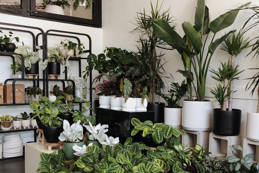 A room full of plants in pots
