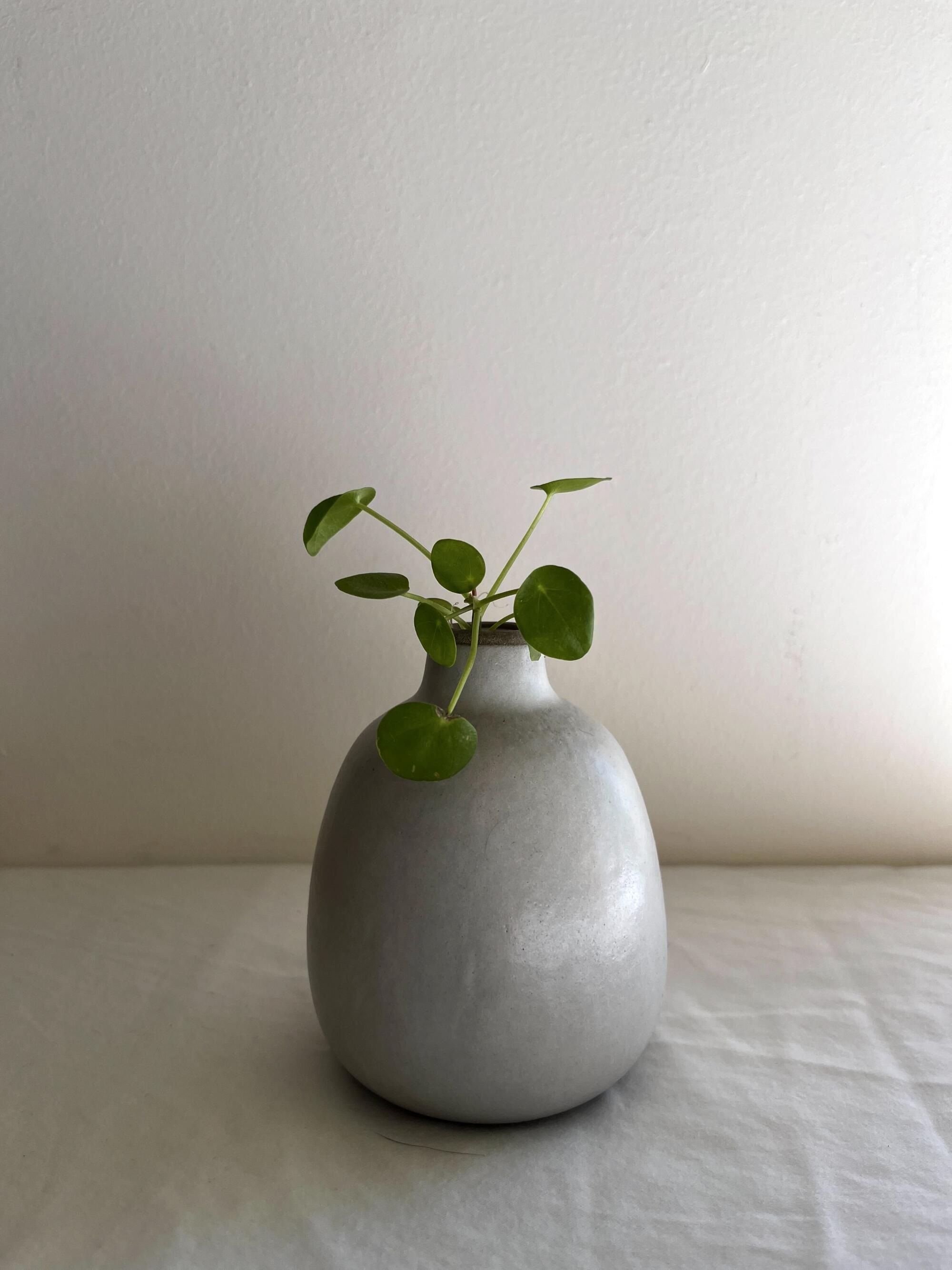 Plant cutting in a vase