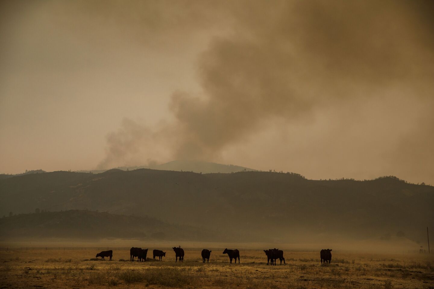 Cattle graze on the grassland near the Ranch fire outside of Lodoga.